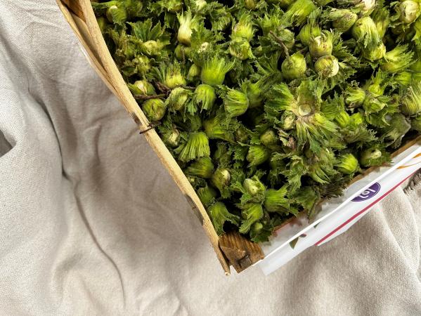 Hazelnuts fresh pr (chest 4kg)