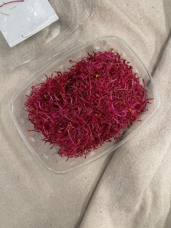 Scheut rode biet pr (80g)