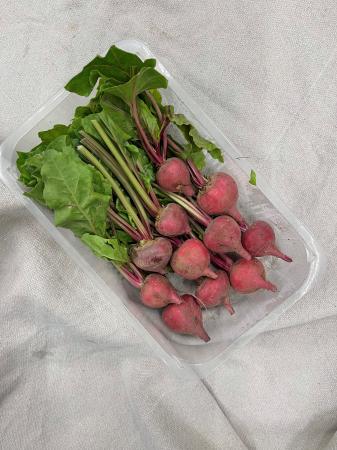 Mini chioggia biet pr (schaal 400g)
